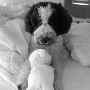 Ralph Lauren Shawl Neck Cotton Cable Knit Cardigan White Trim & Crest